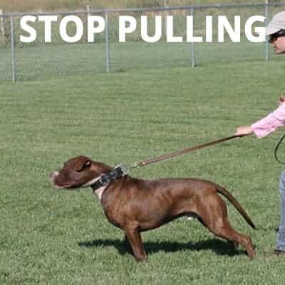 Wetherby dog training