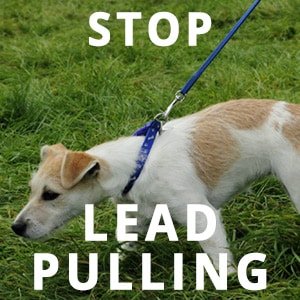 Pulling-into-lead-distorts-BL-2