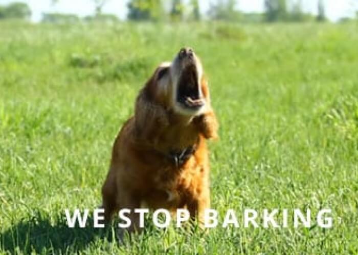 Cocker-barking