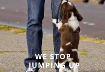 Springer-jumping-up