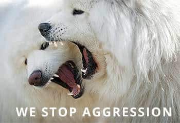 Samoyed-Aggression