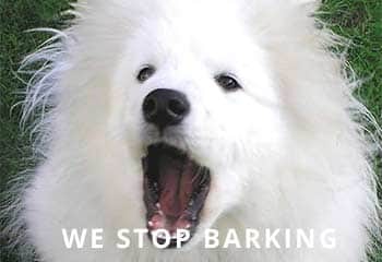 Samoyed-Dog-Barking1