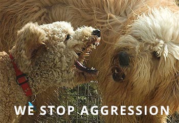goldendoodle-aggression.jpg
