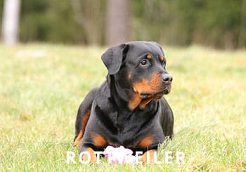 Breeds-Trained-Rottie