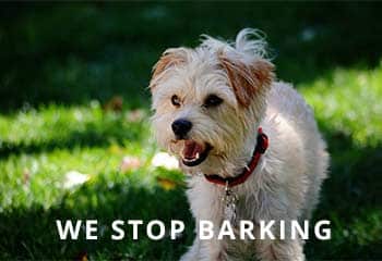 Yorkipoo-barking