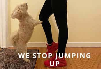 Yorkipoo-jumping-up