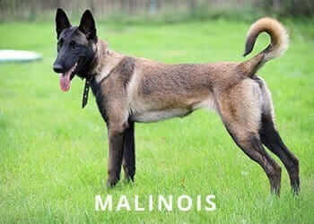 malinois-Dog