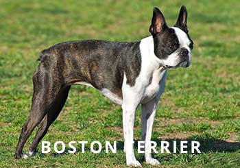 Boston-Dog-Soliloquy