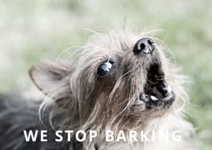 Chorkie-Barking