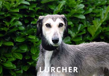 Lurcher-Soliloquy-Dog