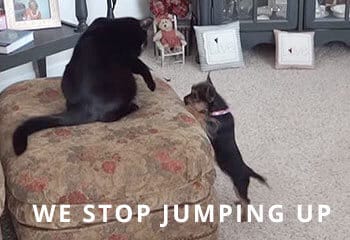 chorkie-jumping-up