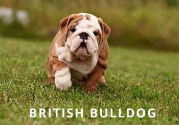 British-Bulldog
