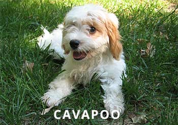 Cavapoo-Puppy-soliloquy-1.jpg