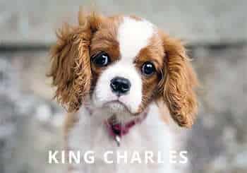 King-Charles.jpg