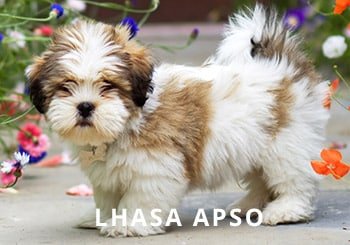 Lhasa-Apso-puppy