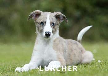 Lurcher-Pupp-Soliloquy