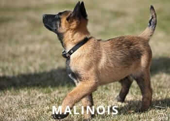 Malinois-Puppy