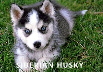 Siberian-Husky