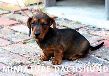 Smooth_Miniature_Dachshund_puppy