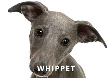 Whippet-Puppey