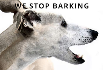 barking
