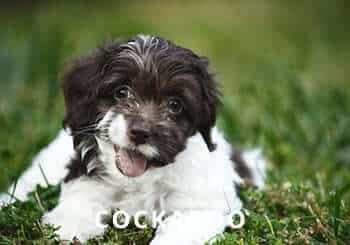 cockapoo-dog-breed-pictures-2