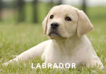 yellow-labrador-puppy-garden.jpg