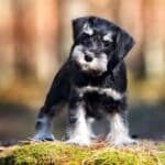 Miniature-Schnauzer-puppy-standing-outdoors