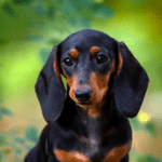 black-mini-dachshund-puppy-portrait-sitting-outdoor-scaled-1_520x500