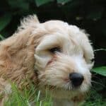 cockapoo-page-puppy