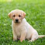 labrador-puppy-royalty-free-image-1626252338