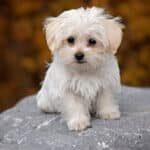 maltese-puppy-960x540