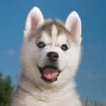 posters-siberian-husky-dog-puppy
