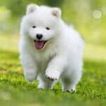 samoyed-puppy-running-in-grass-scaled